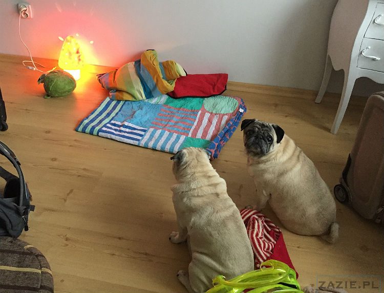 mopsy w Pruszkowie, Kumok i Miszur, mopsiki Zazie