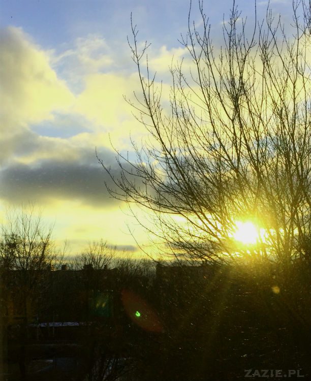 mopsy w Pruszkowie, Kumok i Miszur, mopsiki Zazie