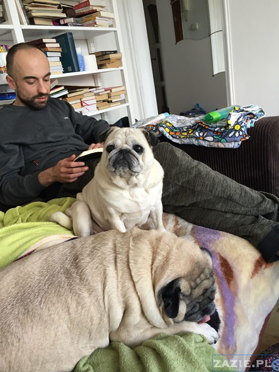 mopsy w Pruszkowie, Kumok i Miszur, mopsiki Zazie