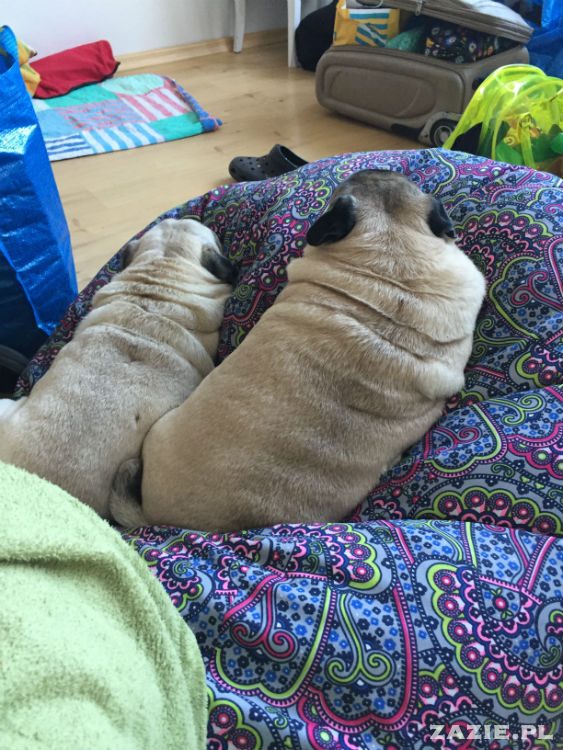 mopsy w Pruszkowie, Kumok i Miszur, mopsiki Zazie