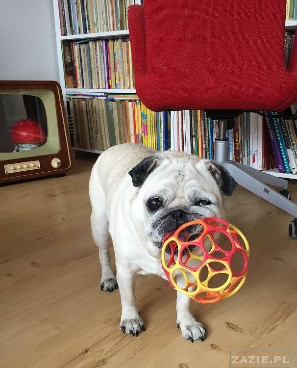 mopsy w Pruszkowie, Kumok i Miszur, mopsiki Zazie