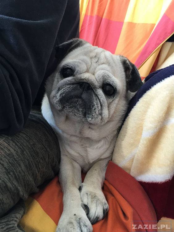 mopsy w Pruszkowie, Kumok i Miszur, mopsiki Zazie