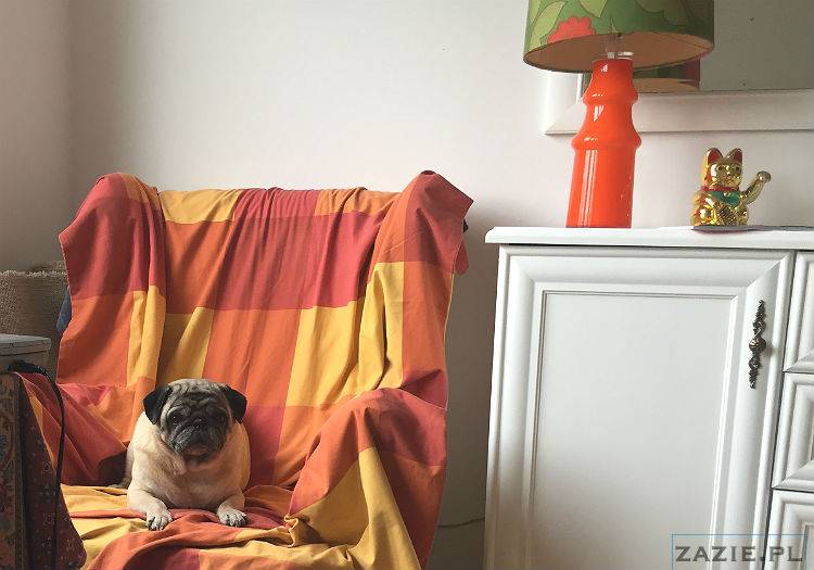 mopsy w Pruszkowie, Kumok i Miszur, mopsiki Zazie