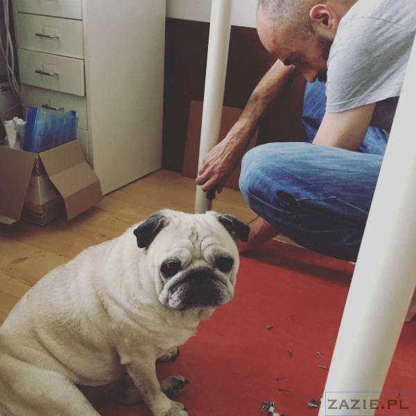 mopsy w Pruszkowie, Kumok i Miszur, mopsiki Zazie