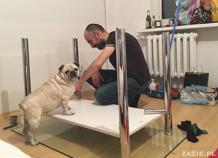 mopsy w Pruszkowie, Kumok i Miszur, mopsiki Zazie