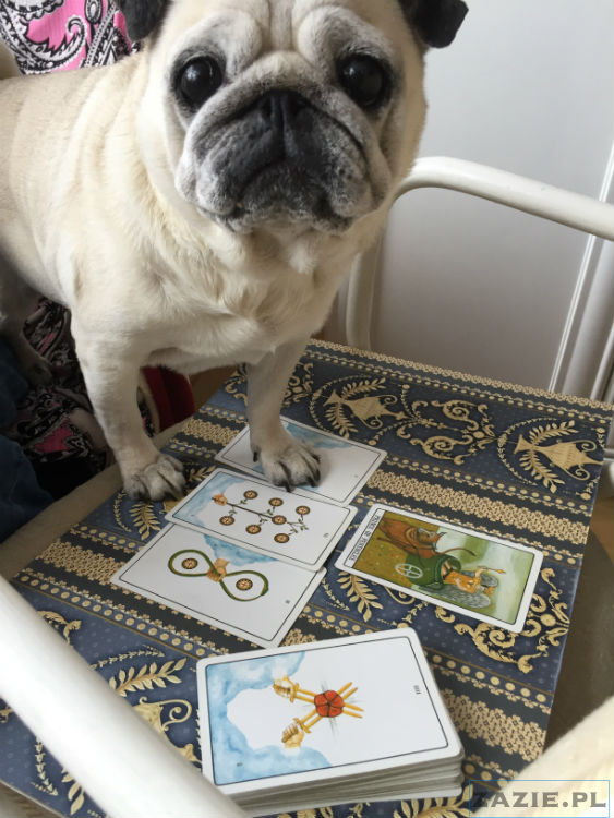 mopsy w Pruszkowie, Kumok i Miszur, mopsiki Zazie