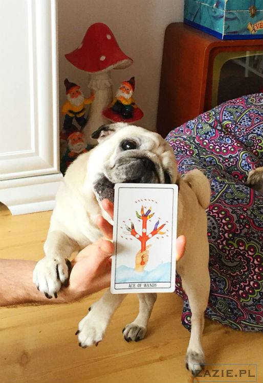 mopsy w Pruszkowie, Kumok i Miszur, mopsiki Zazie