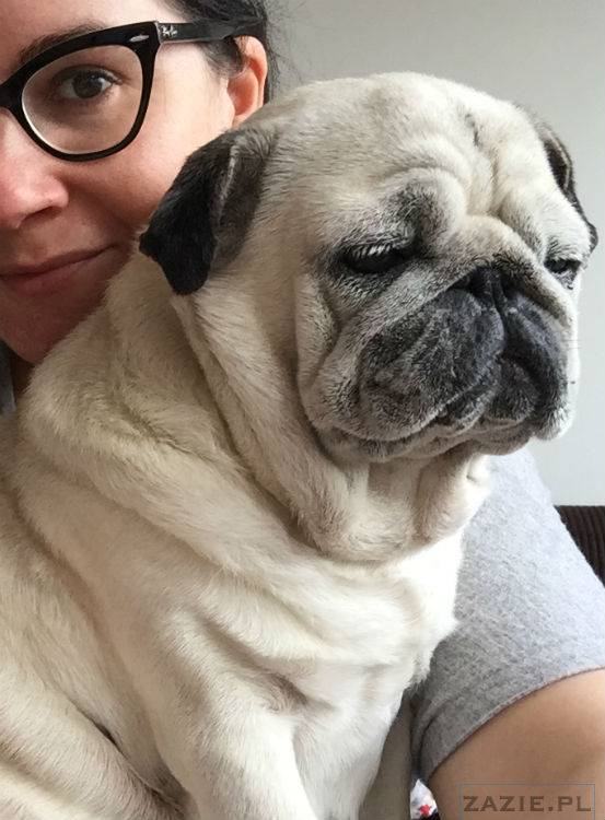 mopsy w Pruszkowie, Kumok i Miszur, mopsiki Zazie