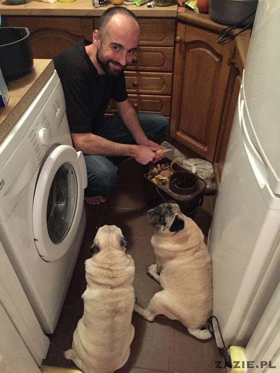 mopsy w Pruszkowie, Kumok i Miszur, mopsiki Zazie