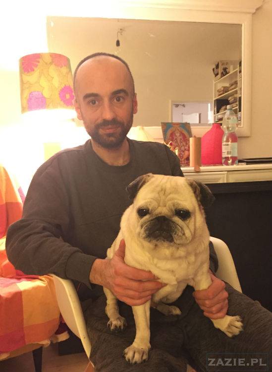 mopsy w Pruszkowie, Kumok i Miszur, mopsiki Zazie