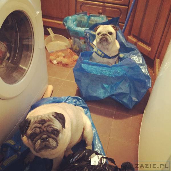 mopsy w Pruszkowie, Kumok i Miszur, mopsiki Zazie