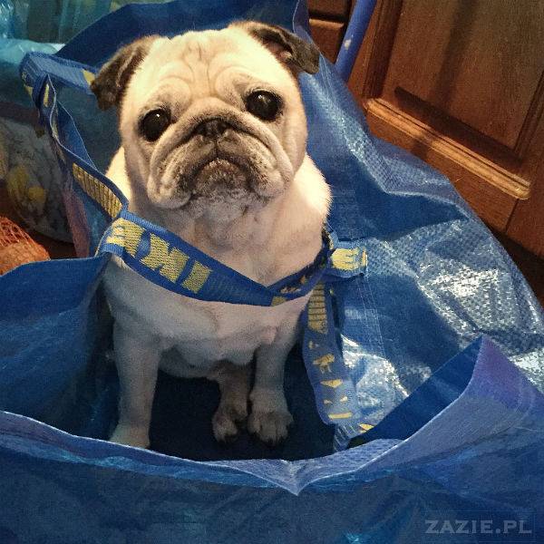 mopsy w Pruszkowie, Kumok i Miszur, mopsiki Zazie