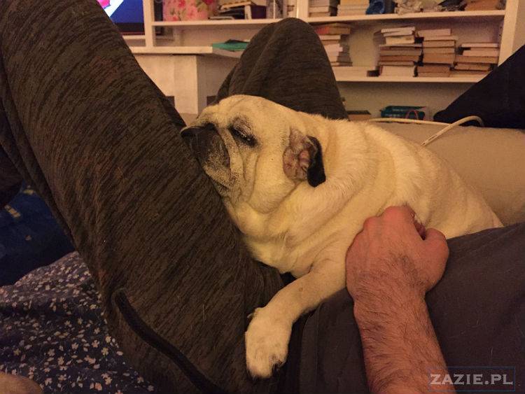 mopsy w Pruszkowie, Kumok i Miszur, mopsiki Zazie