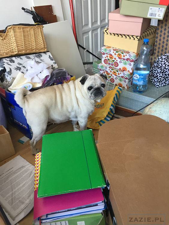 mopsy w Pruszkowie, Kumok i Miszur, mopsiki Zazie