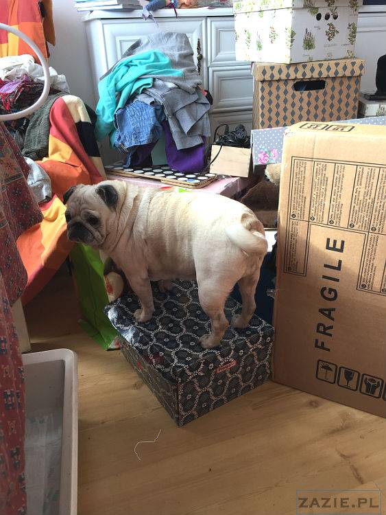 mopsy w Pruszkowie, Kumok i Miszur, mopsiki Zazie