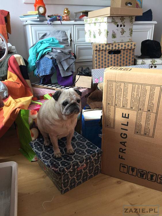 mopsy w Pruszkowie, Kumok i Miszur, mopsiki Zazie