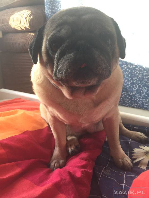 mopsy w Pruszkowie, Kumok i Miszur, mopsiki Zazie