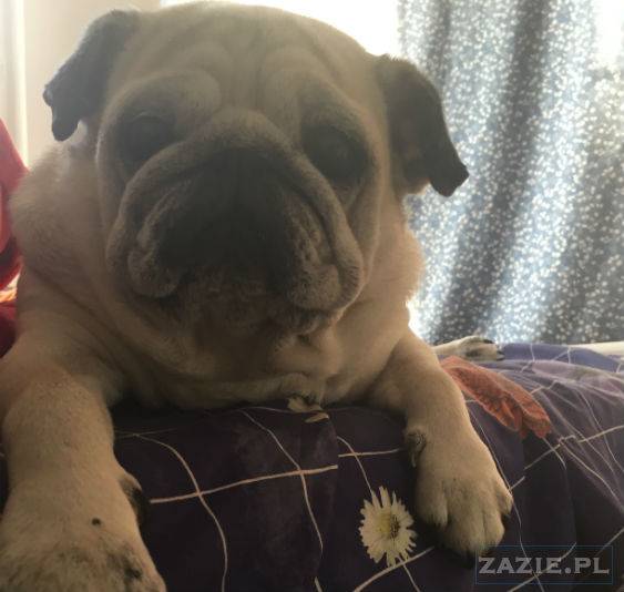 mopsy w Pruszkowie, Kumok i Miszur, mopsiki Zazie