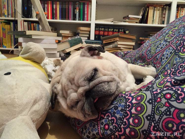 mopsy w Pruszkowie, Kumok i Miszur, mopsiki Zazie