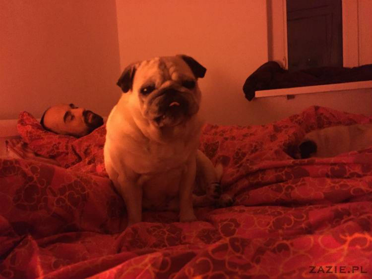 mopsy w Pruszkowie, Kumok i Miszur, mopsiki Zazie