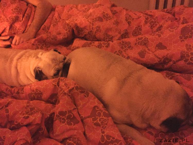 mopsy w Pruszkowie, Kumok i Miszur, mopsiki Zazie