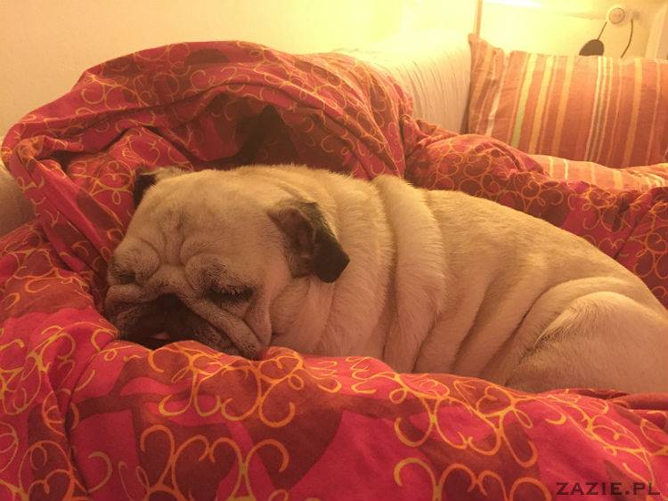 mopsy w Pruszkowie, Kumok i Miszur, mopsiki Zazie