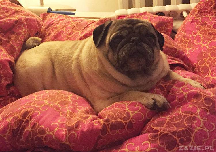 mopsy w Pruszkowie, Kumok i Miszur, mopsiki Zazie