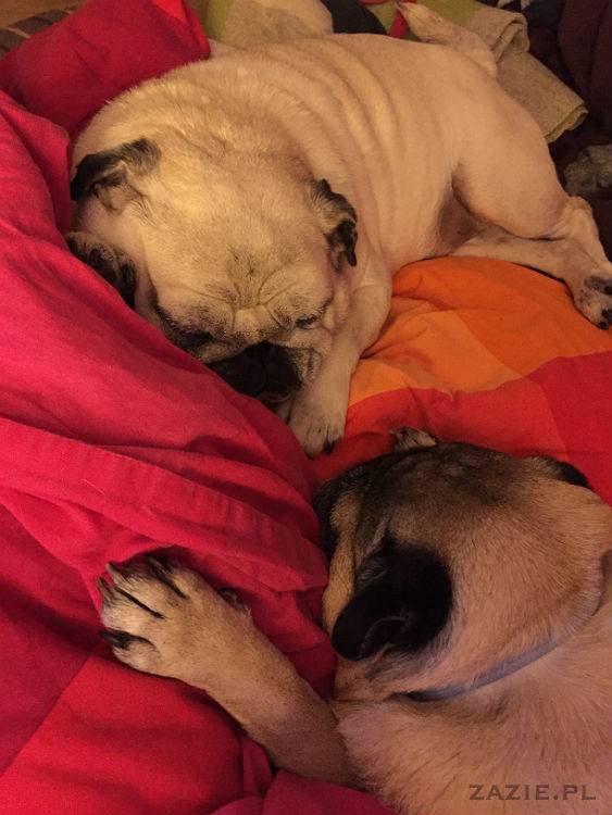 mopsy w Pruszkowie, Kumok i Miszur, mopsiki Zazie