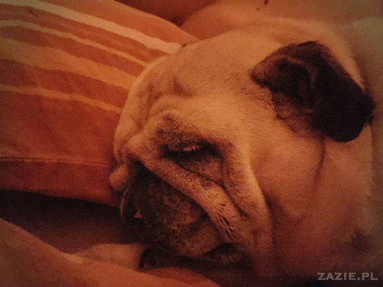 mopsy w Pruszkowie, Kumok i Miszur, mopsiki Zazie