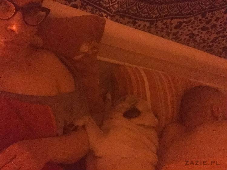 mopsy w Pruszkowie, Kumok i Miszur, mopsiki Zazie