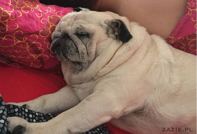 mopsy w Pruszkowie, Kumok i Miszur, mopsiki Zazie