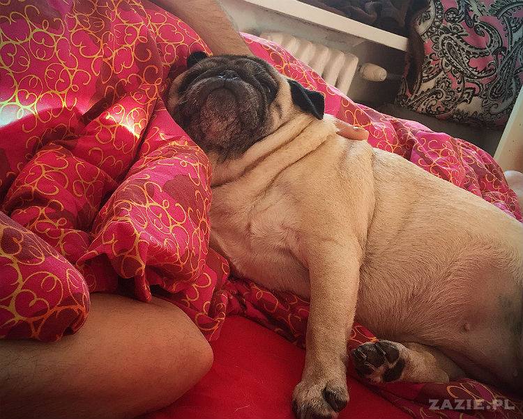 mopsy w Pruszkowie, Kumok i Miszur, mopsiki Zazie