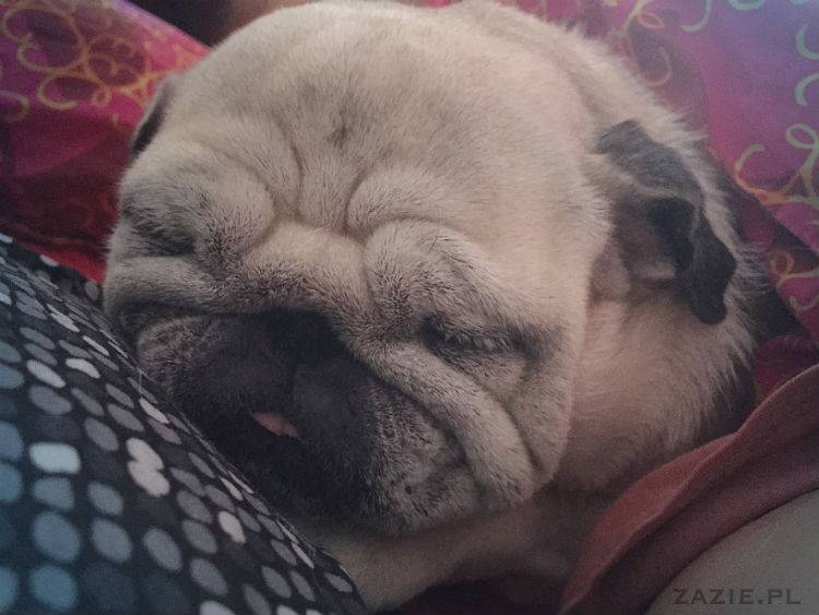 mopsy w Pruszkowie, Kumok i Miszur, mopsiki Zazie