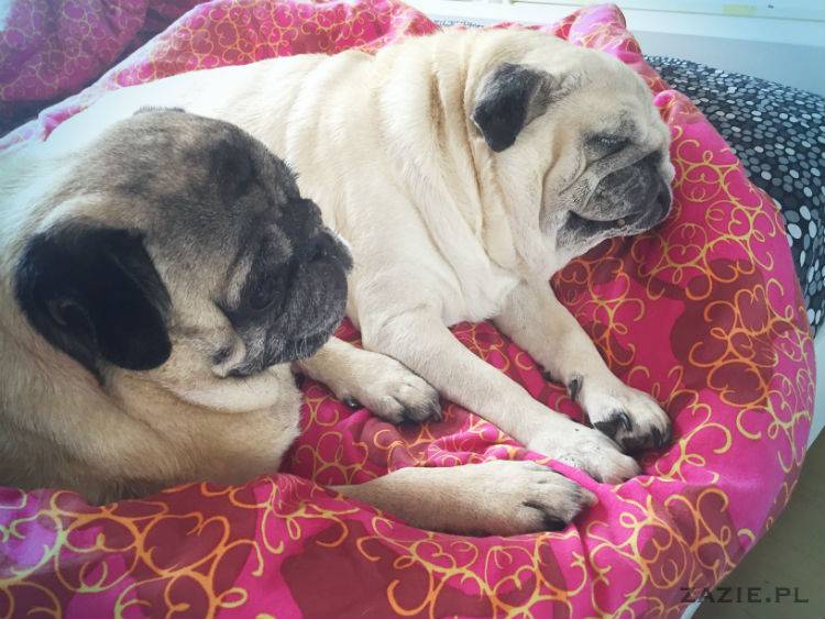 mopsy w Pruszkowie, Kumok i Miszur, mopsiki Zazie