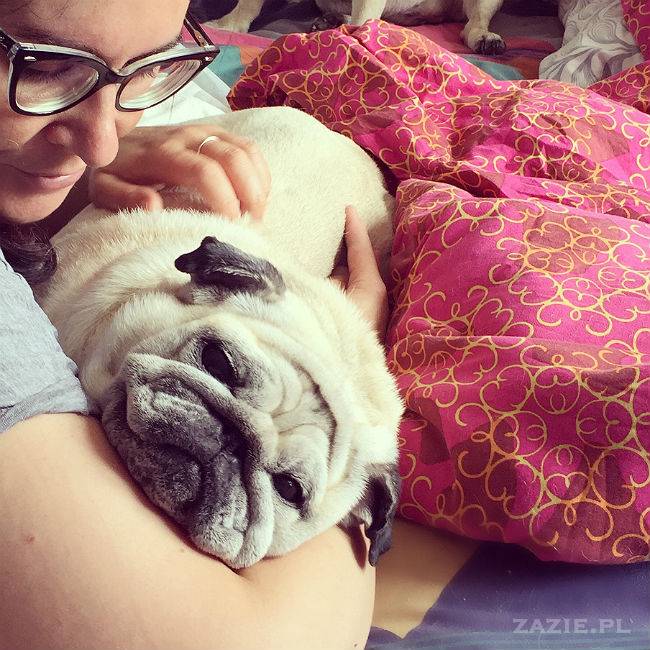 mopsy w Pruszkowie, Kumok i Miszur, mopsiki Zazie