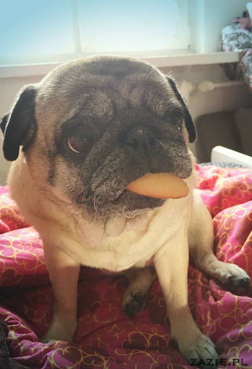 mopsy w Pruszkowie, Kumok i Miszur, mopsiki Zazie