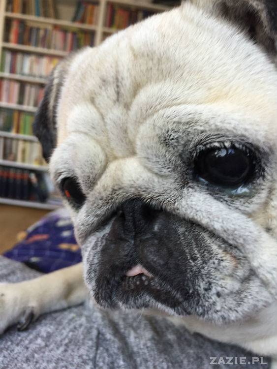 mopsy w Pruszkowie, Kumok i Miszur, mopsiki Zazie