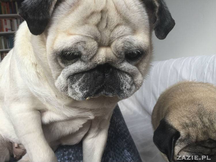 mopsy w Pruszkowie, Kumok i Miszur, mopsiki Zazie