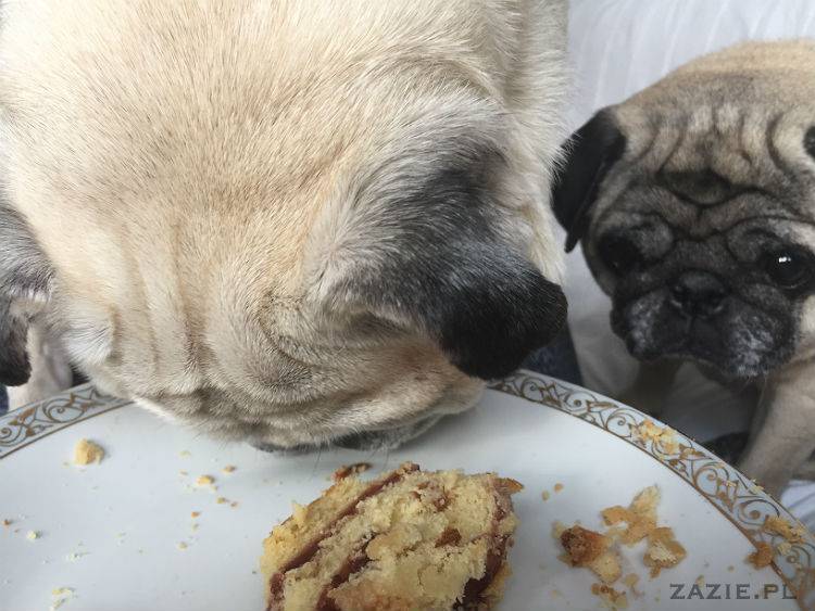 mopsy w Pruszkowie, Kumok i Miszur, mopsiki Zazie