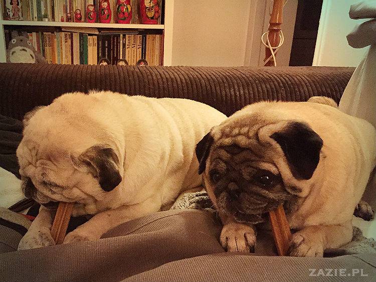 mopsy w Pruszkowie, Kumok i Miszur, mopsiki Zazie