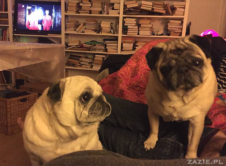 mopsy w Pruszkowie, Kumok i Miszur, mopsiki Zazie