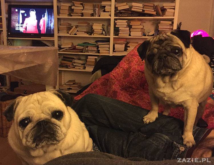 mopsy w Pruszkowie, Kumok i Miszur, mopsiki Zazie