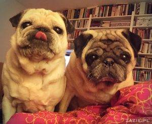 nowe życie Kumoka i Miszura czyli mopsy Zazie w Pruszkowie