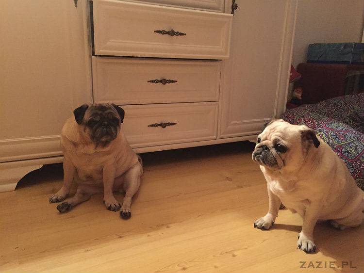 mopsy w Pruszkowie, Kumok i Miszur, mopsiki Zazie