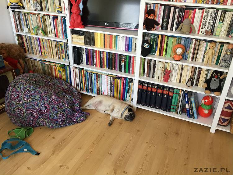 mopsy w Pruszkowie, Kumok i Miszur, mopsiki Zazie