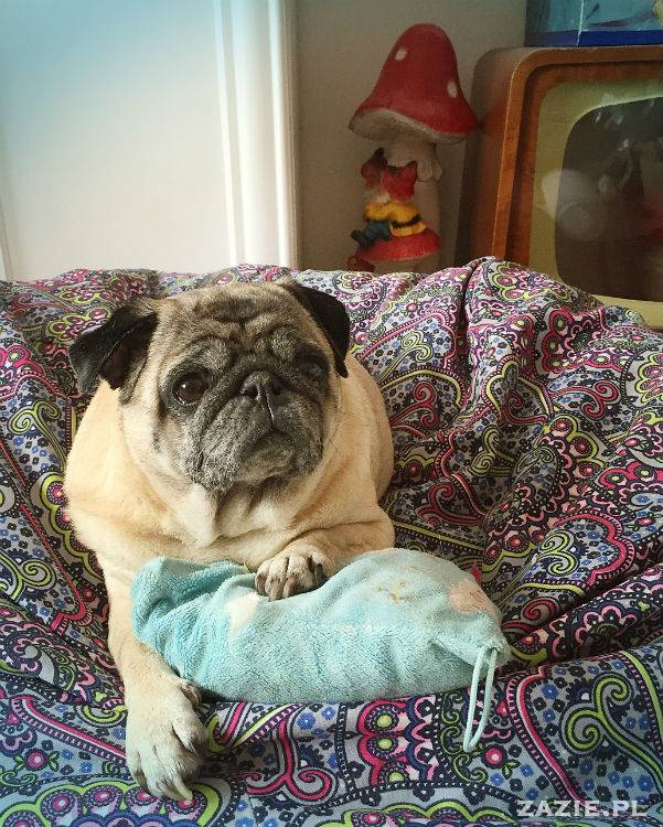 mopsy w Pruszkowie, Kumok i Miszur, mopsiki Zazie