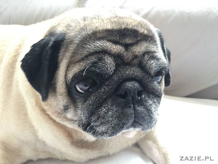 mopsy w Pruszkowie, Kumok i Miszur, mopsiki Zazie