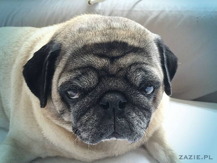 mopsy w Pruszkowie, Kumok i Miszur, mopsiki Zazie