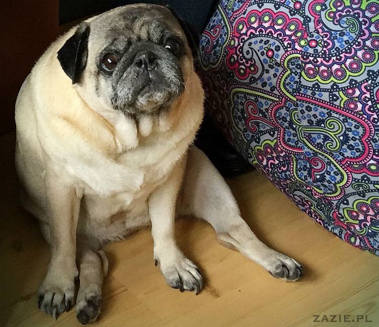 mopsy w Pruszkowie, Kumok i Miszur, mopsiki Zazie