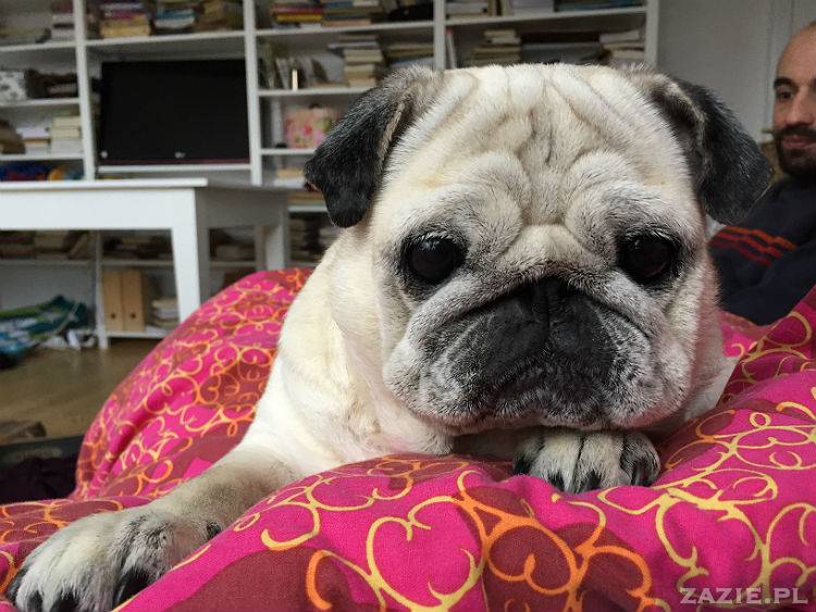 mopsy w Pruszkowie, Kumok i Miszur, mopsiki Zazie